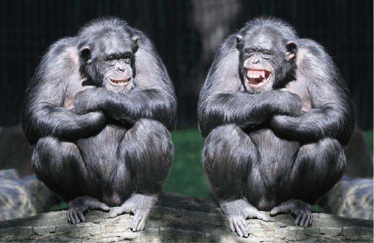What type of leader are you? Are you the type of leader others would follow? You can be if you focus on being a character-infused leader. This is a picture of two gorillas sitting next to each other.