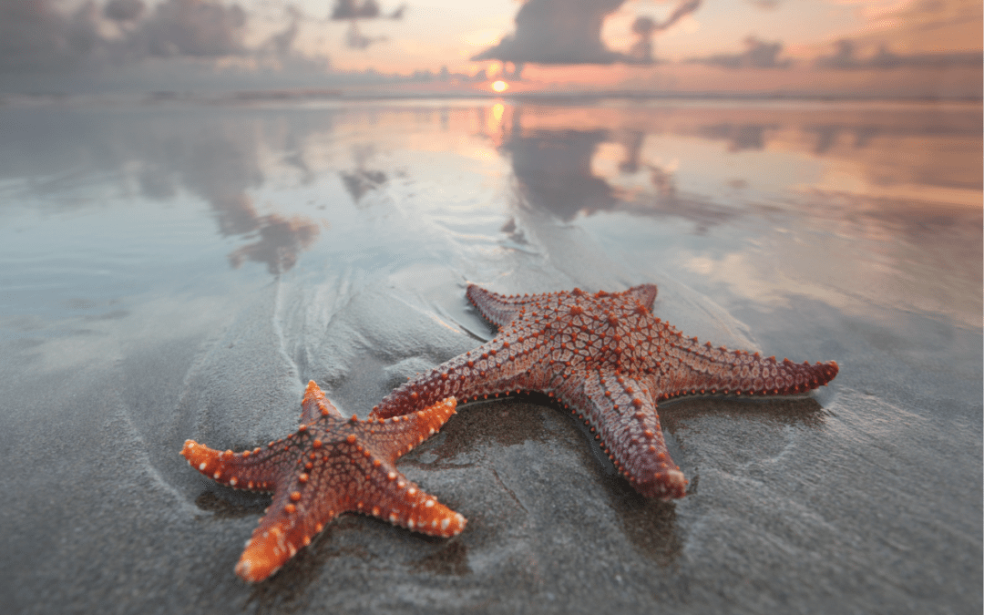 Popular ethics speaker Corey Ciocchetti on being happy and doing the easy stuff in life correctly to prepare to do the harder stuff. This is a picture of two starfish on a beach.
